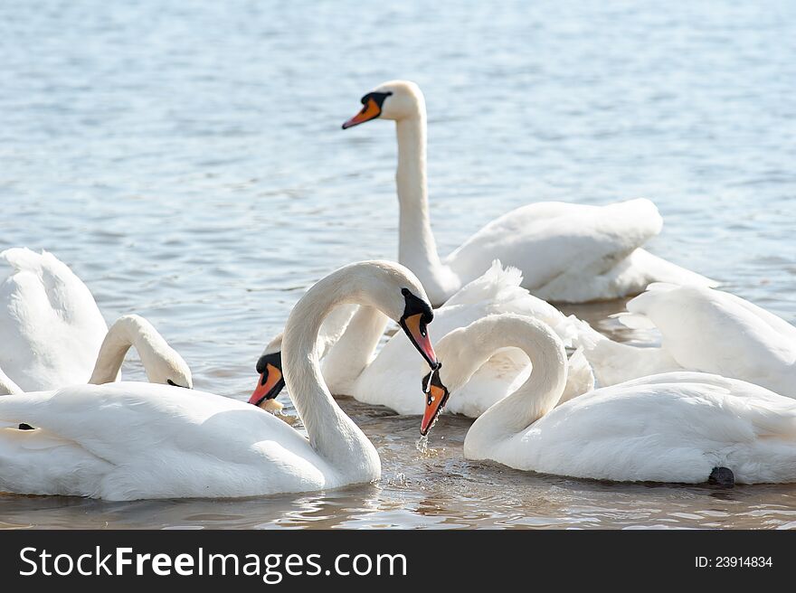 White swans floating on the water