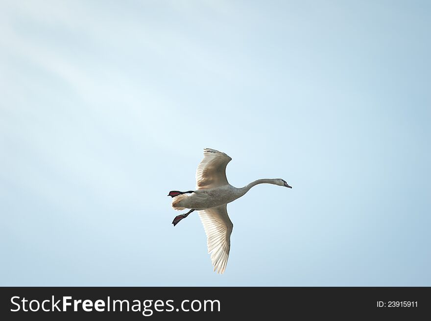 Swan flying in a blue winter sky.