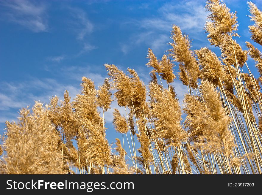 Reed grass (cane) with blue sky and clouds. Reed grass (cane) with blue sky and clouds