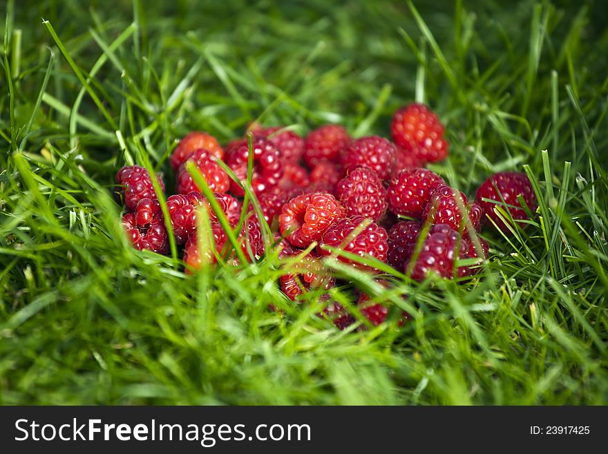 Group of fresh raspberries on a grass. Group of fresh raspberries on a grass