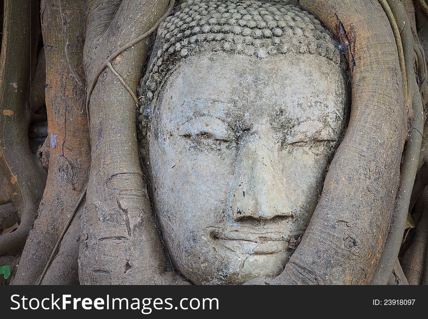 Closeup Tree of buddha statue head, Ayutthaya,Thailand. Closeup Tree of buddha statue head, Ayutthaya,Thailand