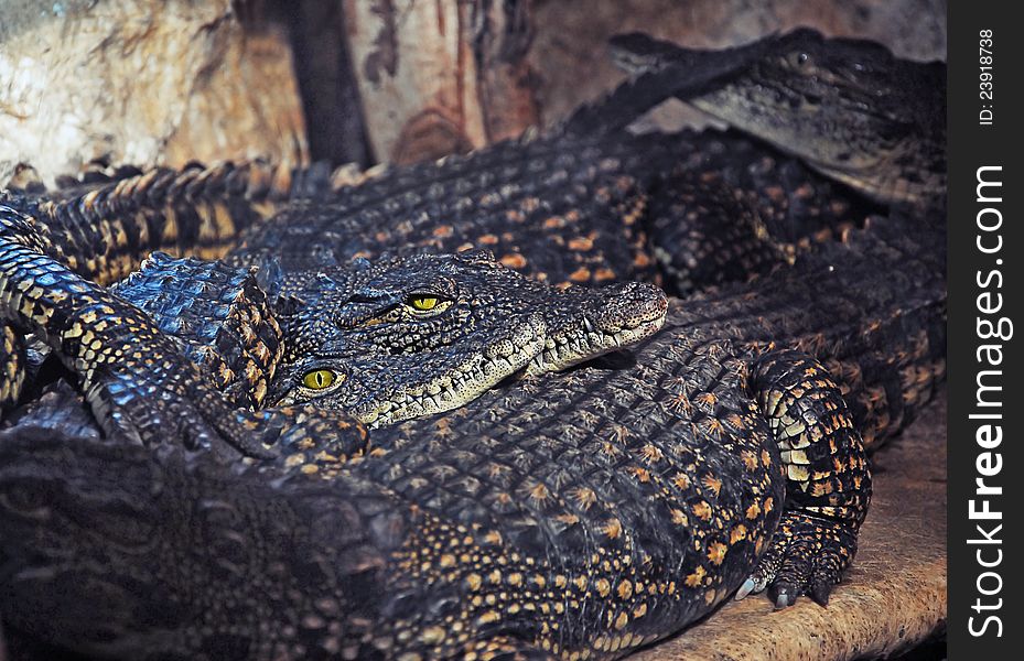 Alligators resting after a heavy meal