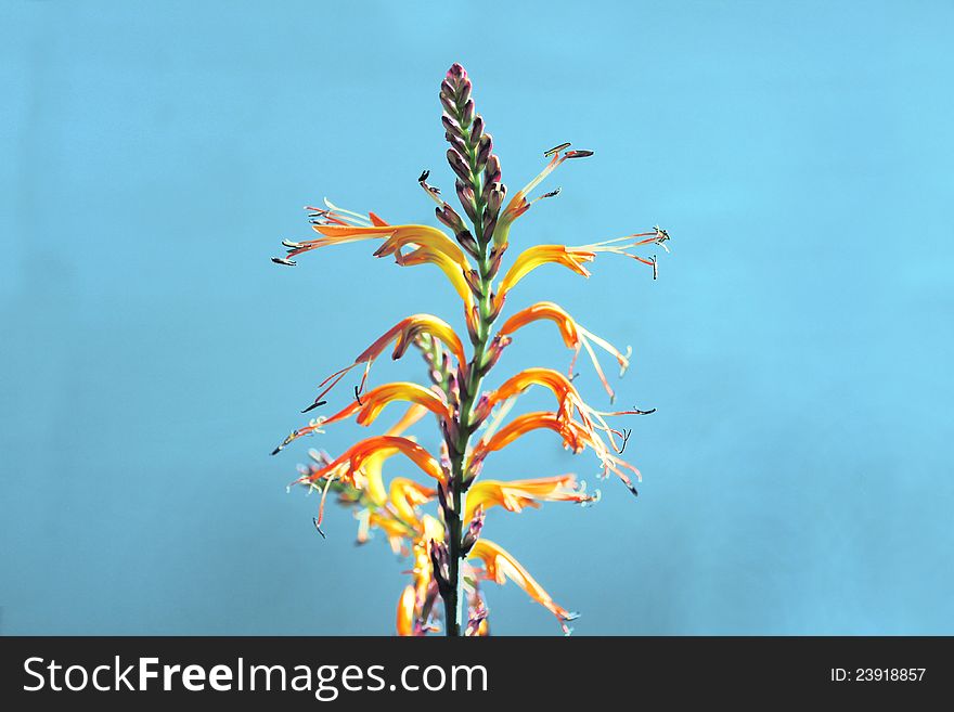 Exotic Flower on a blue sky background