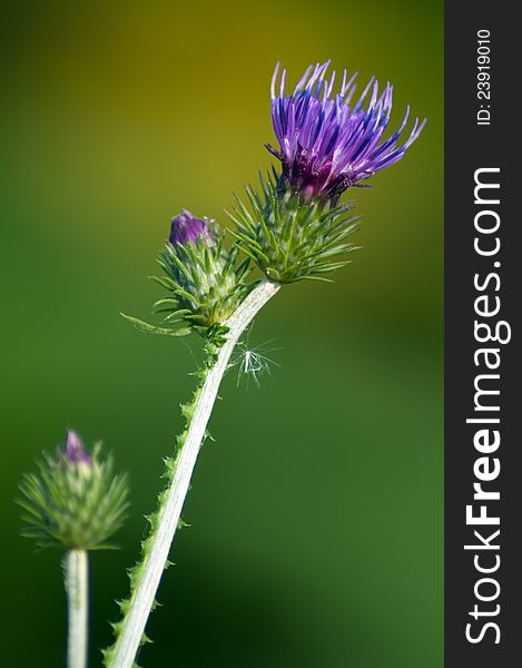 A welted thistle in front of green background in sunny day.