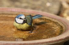 Free Blue Tit Stock Images - 23920194
