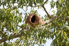Bird Nest Stock Photos Bird Nest Stock Photos