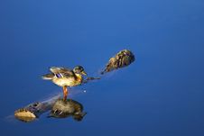 Standing Duck And Reflection Royalty Free Stock Photography