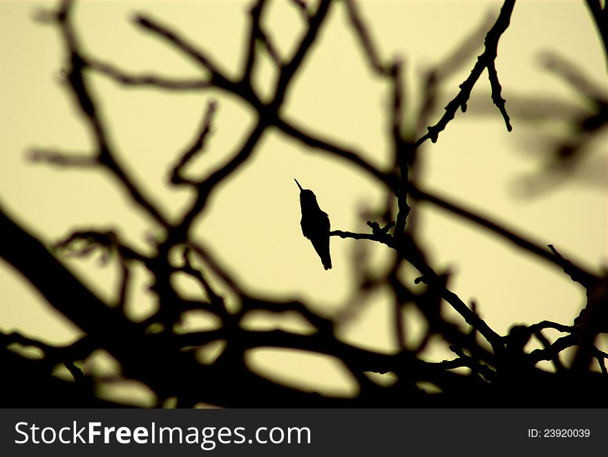 Hummingbird Silhouette in Fall Monochrome. Hummingbird Silhouette in Fall Monochrome