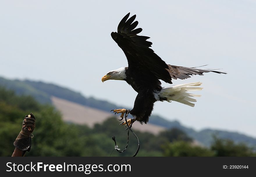 Bald Eagle landing on a Falconers glove