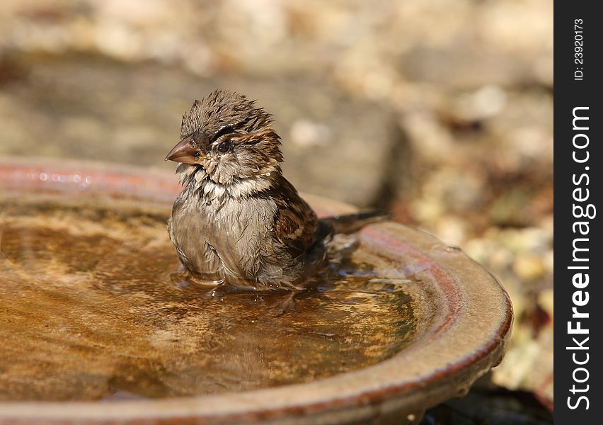 A House Sparrow taking a bath on a hot summer day