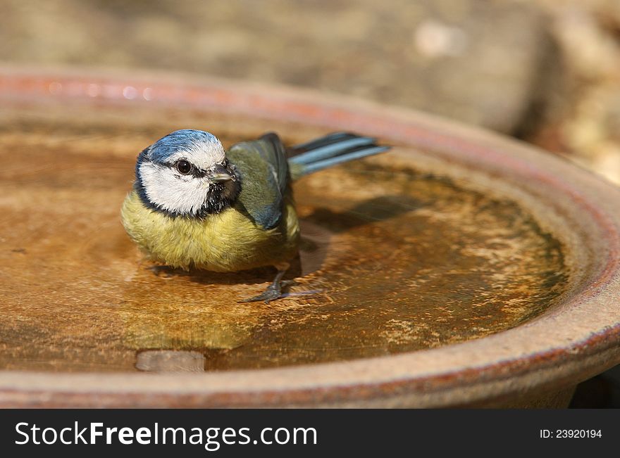 A Blue Tit taking a bath on a hot summer day