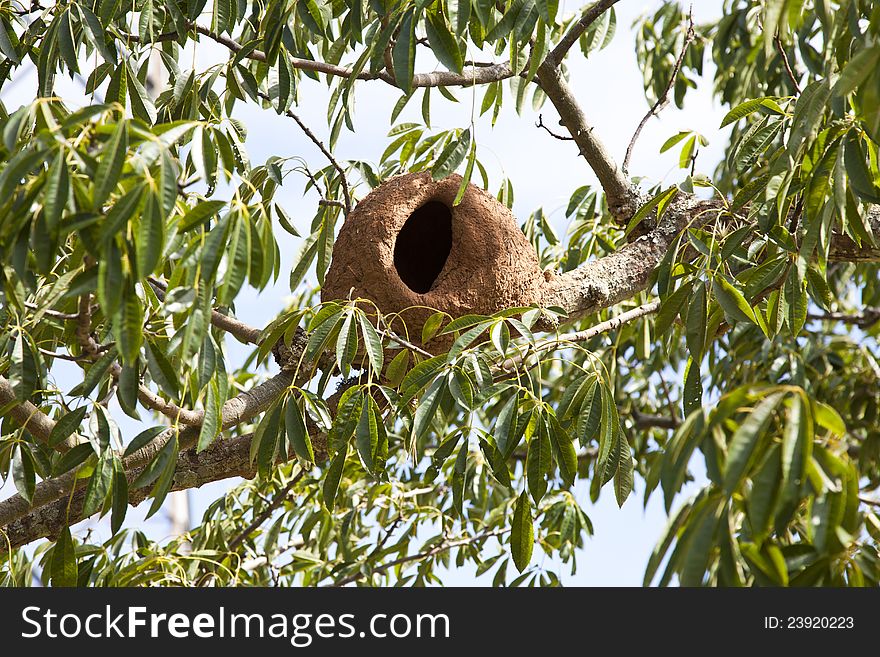 Bird nest made of clay on the branch