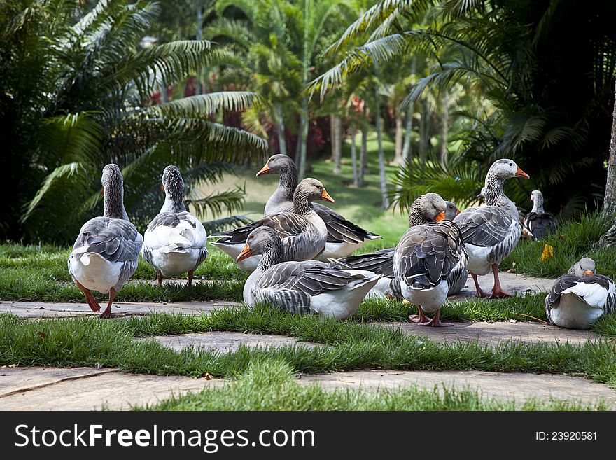 Group of ducks on a green garden