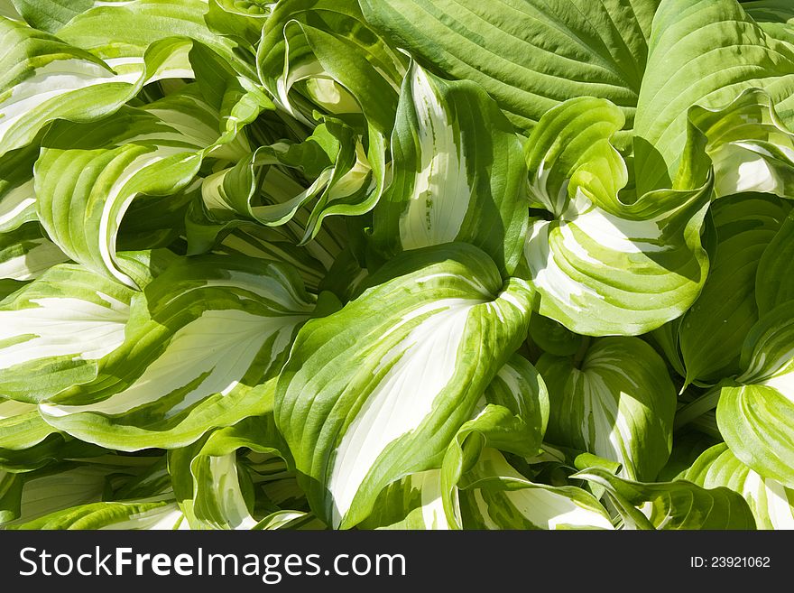 Hosta plant with bright leaves, white and green. Hosta plant with bright leaves, white and green
