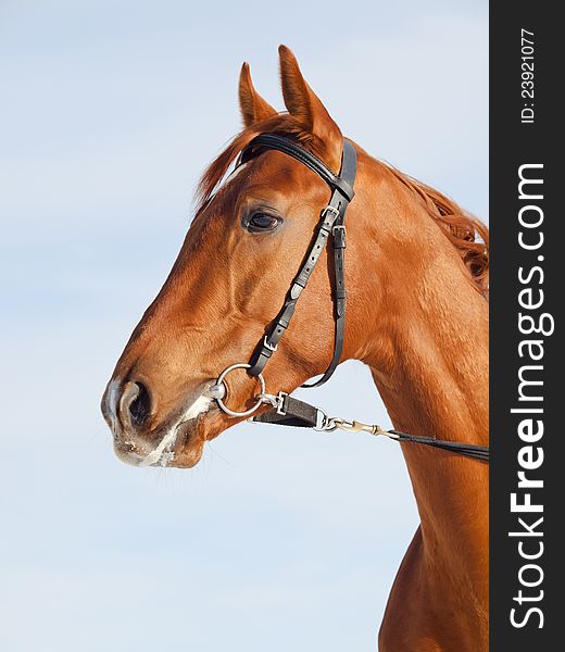 Portrait of nice young red horse sunny day. Portrait of nice young red horse sunny day