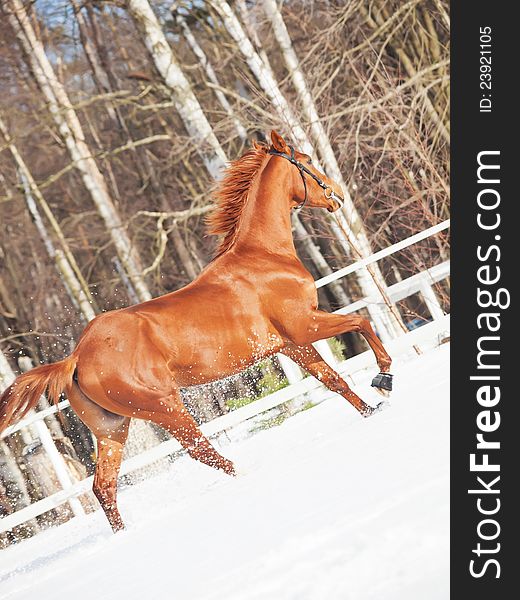 Galloping sorrel horse in snow paddock winter sunny day