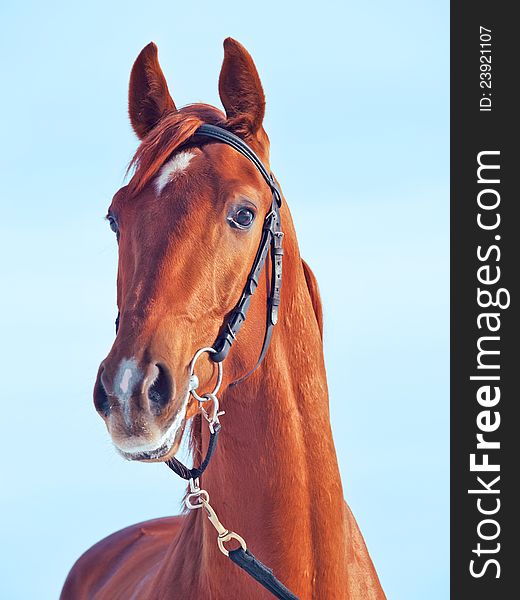 Portrait Of Beautiful Young Red  Horse