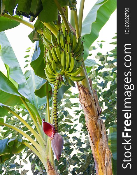 Banana plant with green leaves and a pink knob