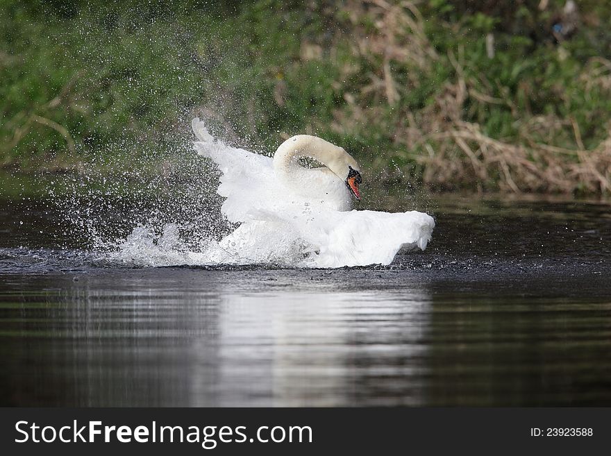 A swan bathing in a river. A swan bathing in a river.