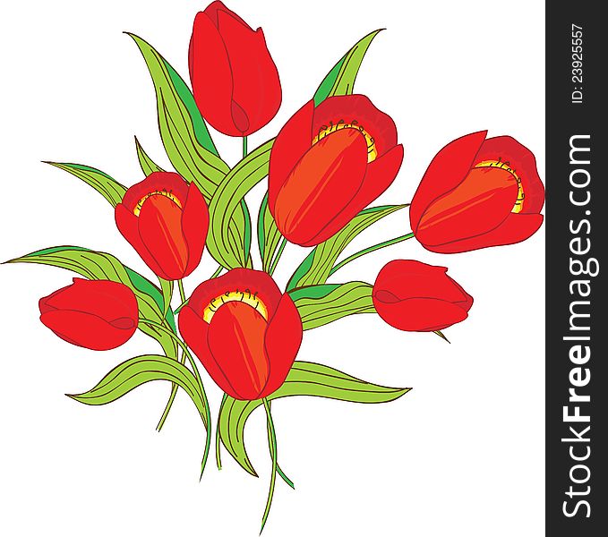Red tulips on white background