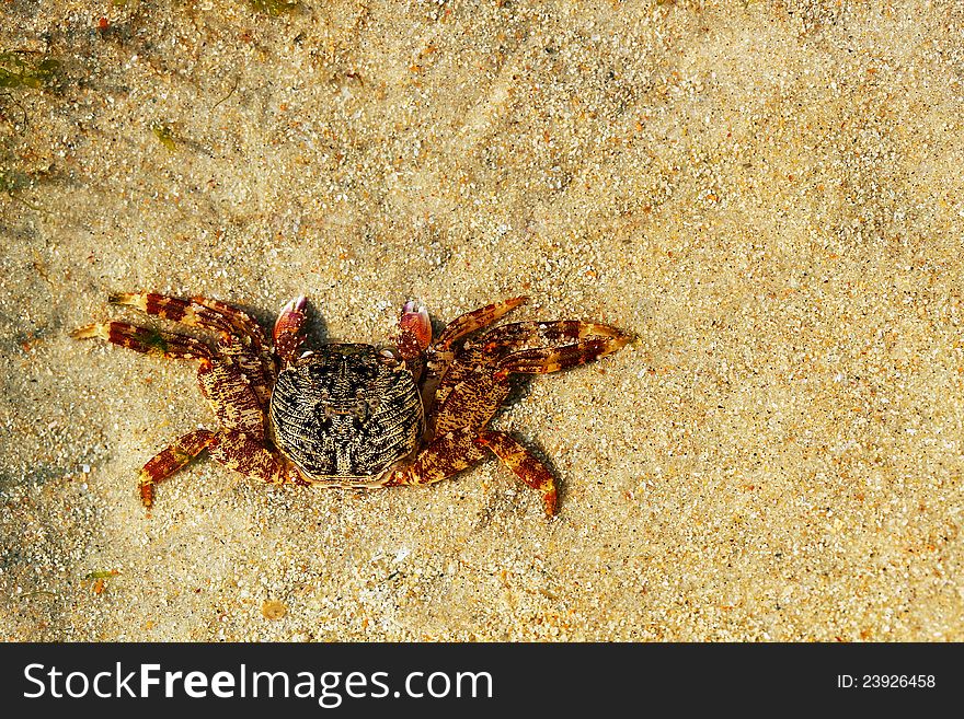 Beautiful Orange Colored Crab Resting On Sand