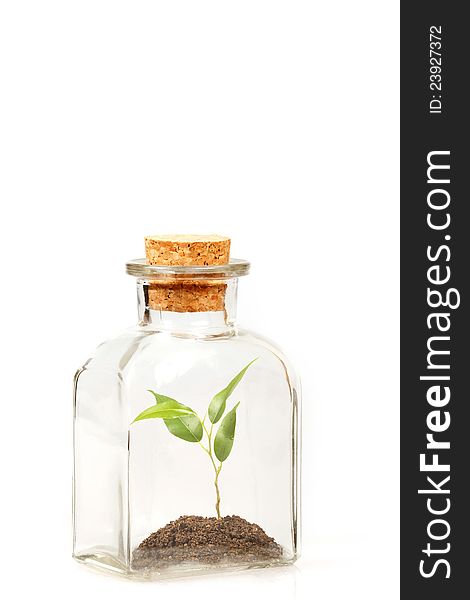 Small green plantation in transparent glass bottle on white background