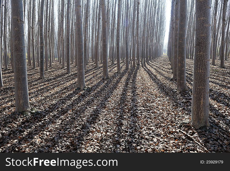 Poplar Forest in Fuente Vaqueros, Granada, Andalusia