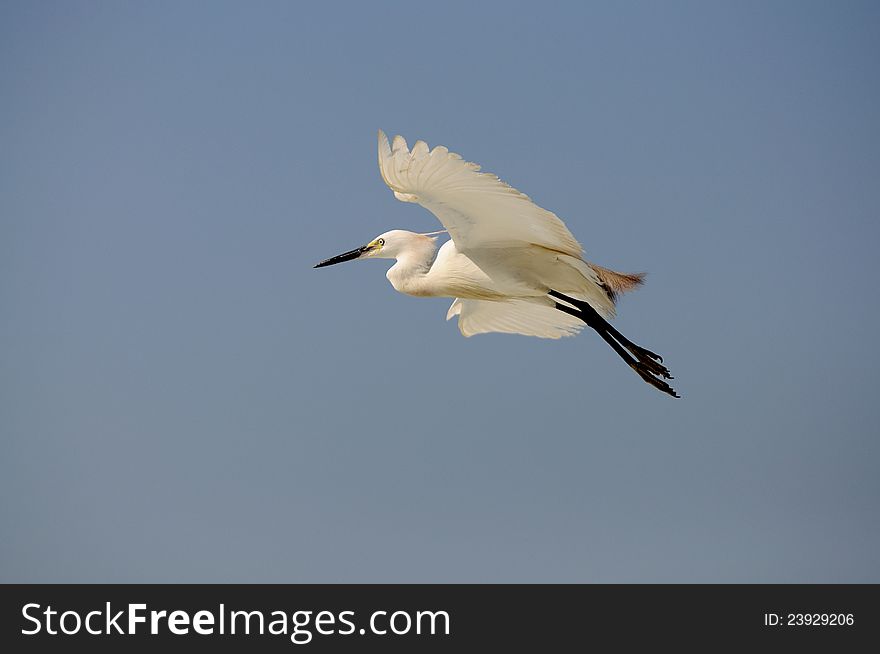 A white egret flying on the sky