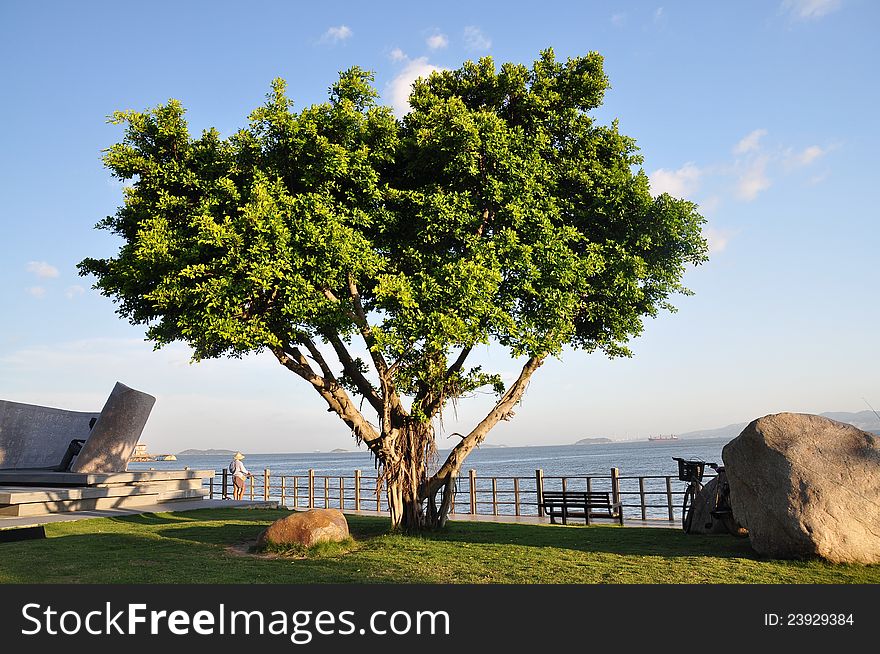 A green tree at the seaside
