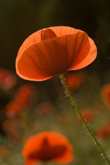 Poppy - Papaver Rhoeas Stock Photos
