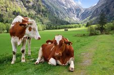 Cows On The Alpine Mountain Pasture Stock Photography Cows On The Alpine Mountain Pasture Stock Photography