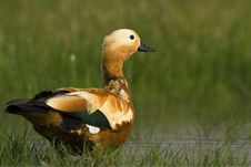 Free Ruddy Shelduck Male In Its Natural Habitat Stock Photography - 23939292
