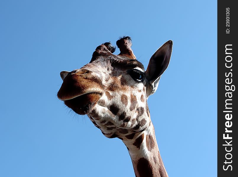 Very nice giraffe in a zoo