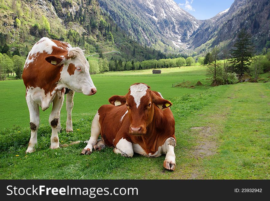 Cows on the Alpine mountain pasture