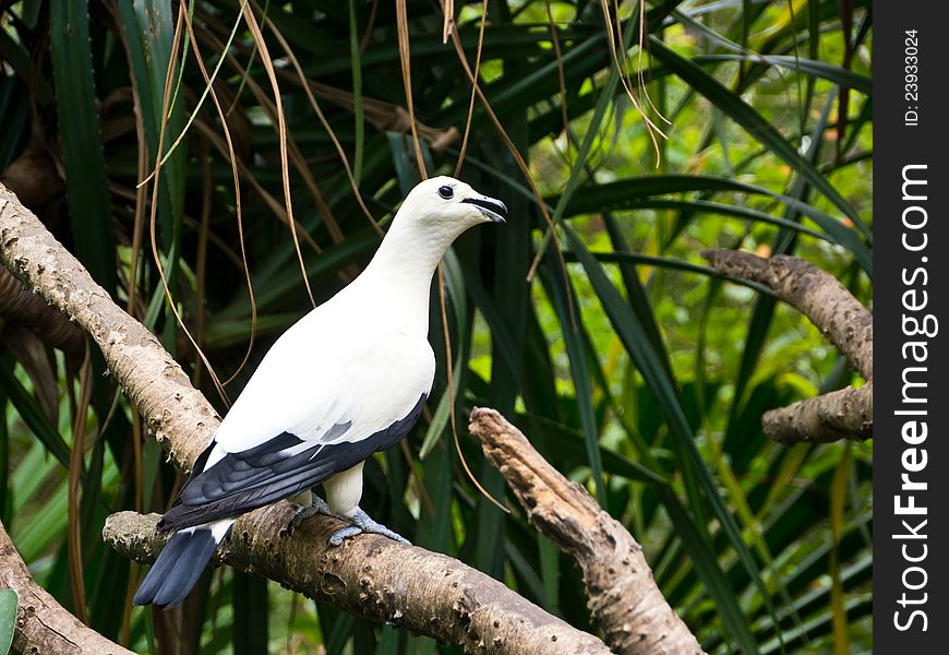 Pied imperial Pigeon perch on twig. Pied imperial Pigeon perch on twig