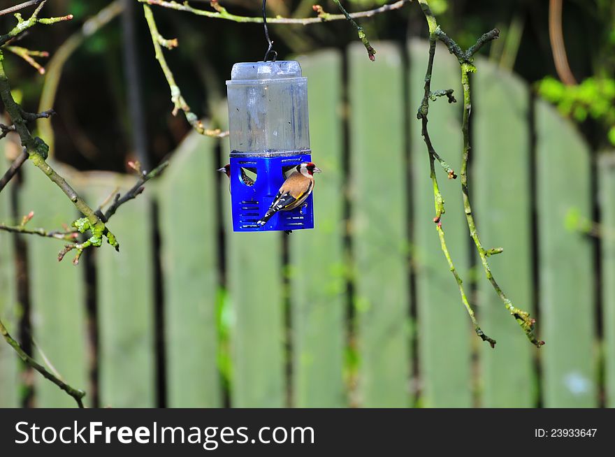 One of three Goldfinch's that have started to populate my garden, since I introduced Nyjer seed to one of my feeders.