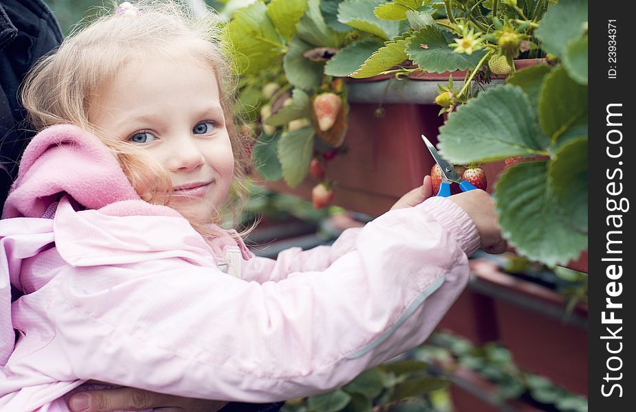 Girl's cut strawberry from the plant with scissors. Girl's cut strawberry from the plant with scissors