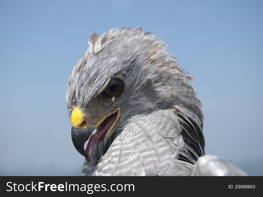 Grey Hawk Portrait