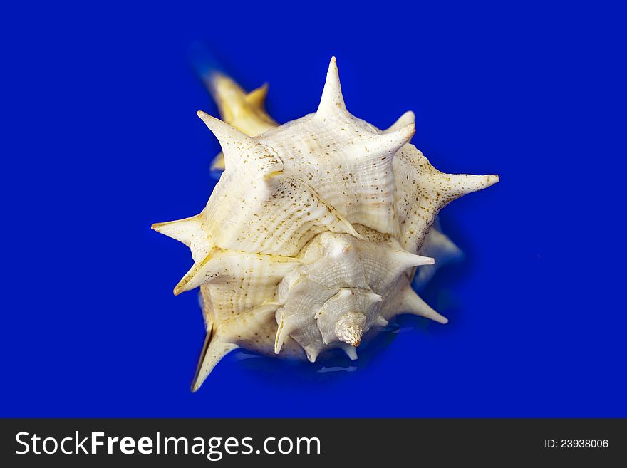 Shell on dark blue background