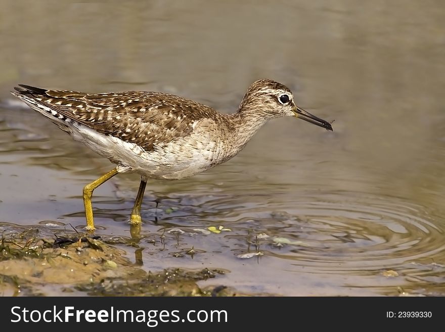 Portrait Of A Wood Sandpiper