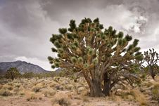 Joshua Trees And Stormy Sky Royalty Free Stock Photos