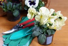 Pansy With Gardening Tools Stock Photos Pansy With Gardening Tools Stock Photos