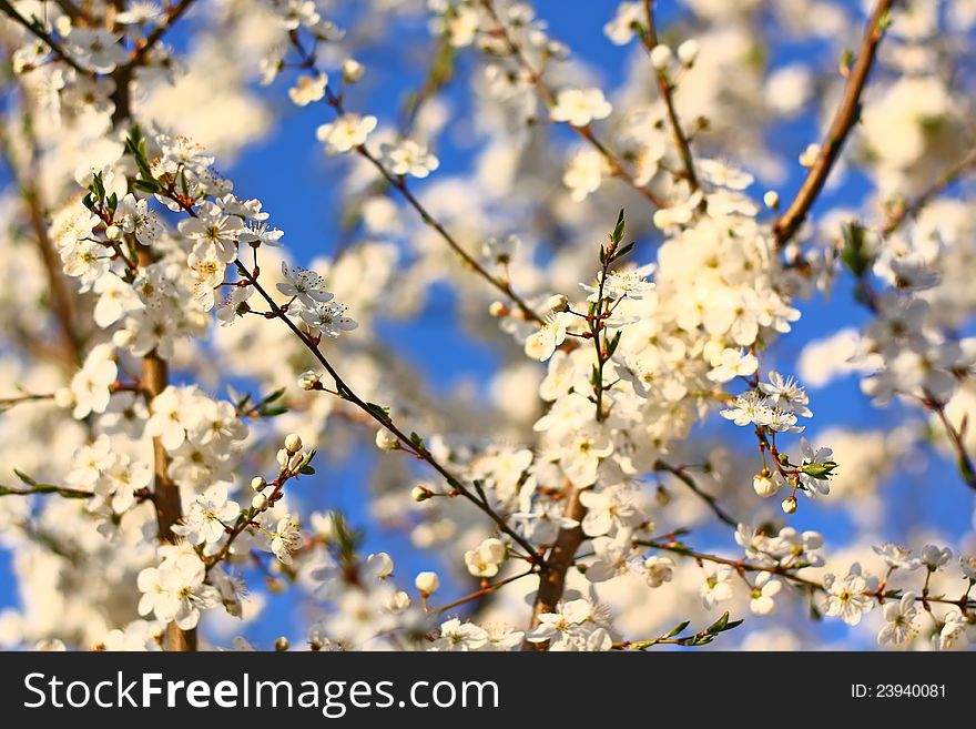 Blooming Tree As Background