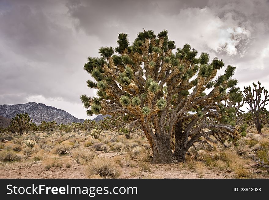 Joshua Trees and Stormy Sky