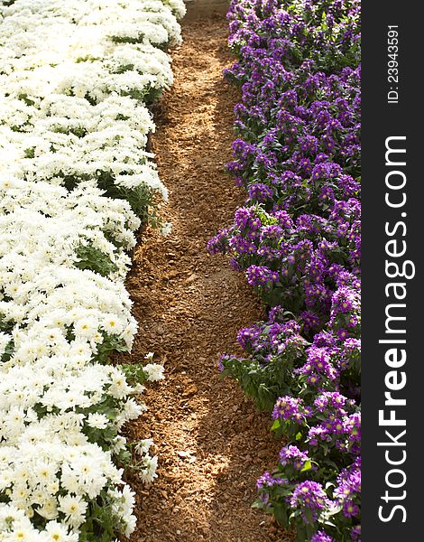 Violet orange white and pink flower in the farm. Violet orange white and pink flower in the farm.