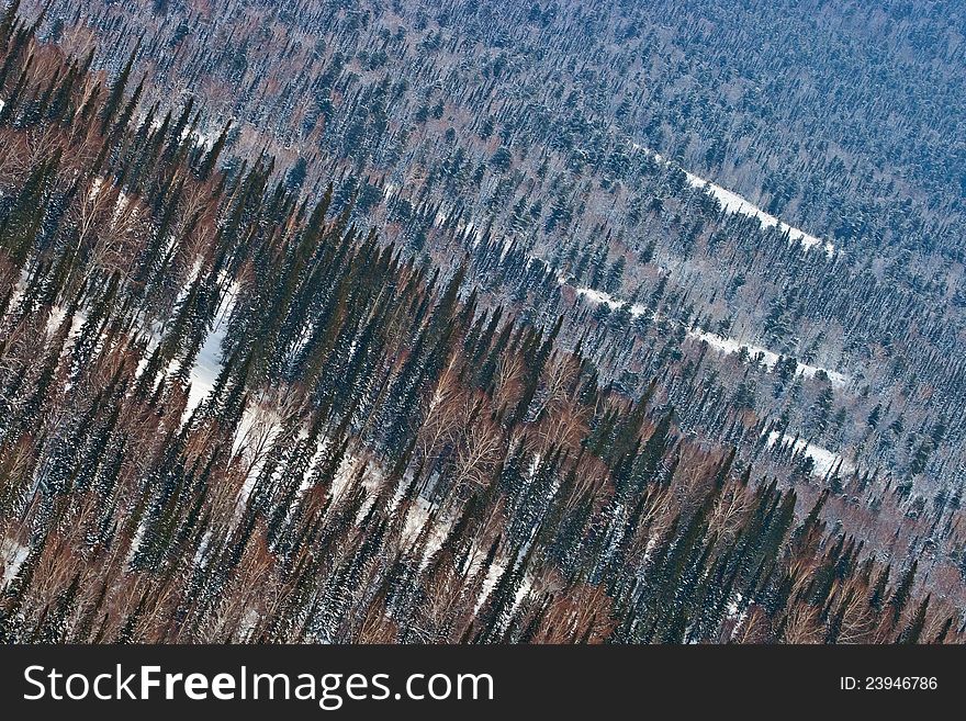 Aerial view on the forest in Siberia