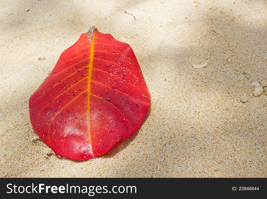 Red leaf on the beach. Red leaf on the beach