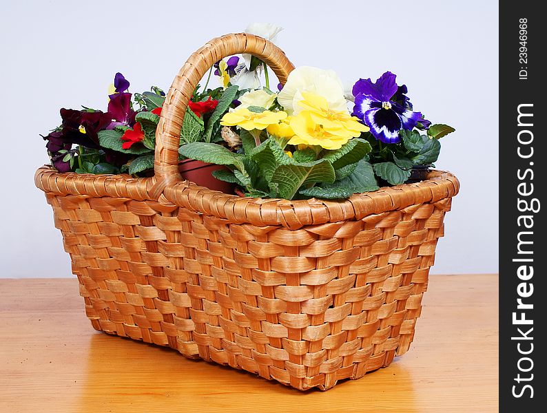 Spring flowers in old wooden basket