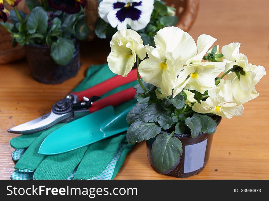 Clippers, gardening gloves and white pansy. Clippers, gardening gloves and white pansy