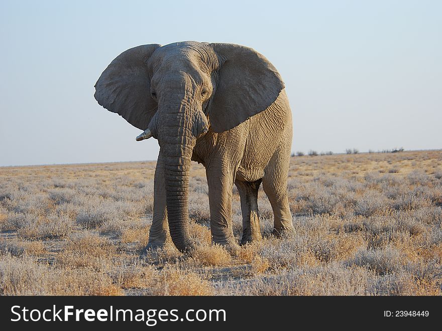Old Elephant Bull at sunset in the  Etosha National Park, Namibia